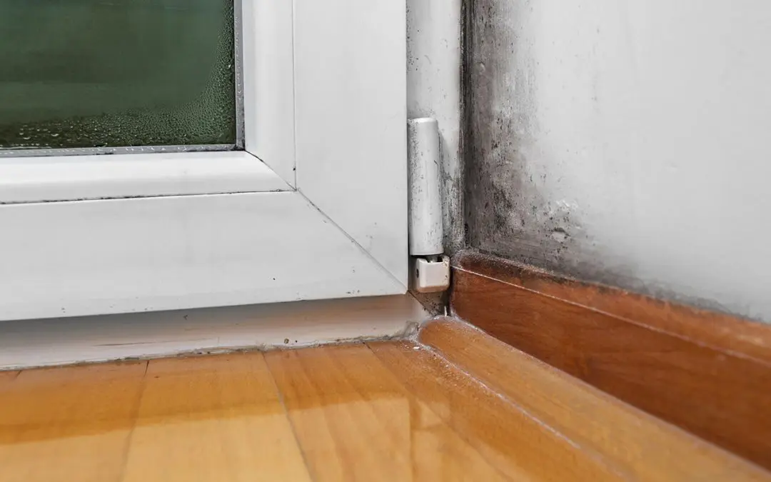 signs of mold in the home