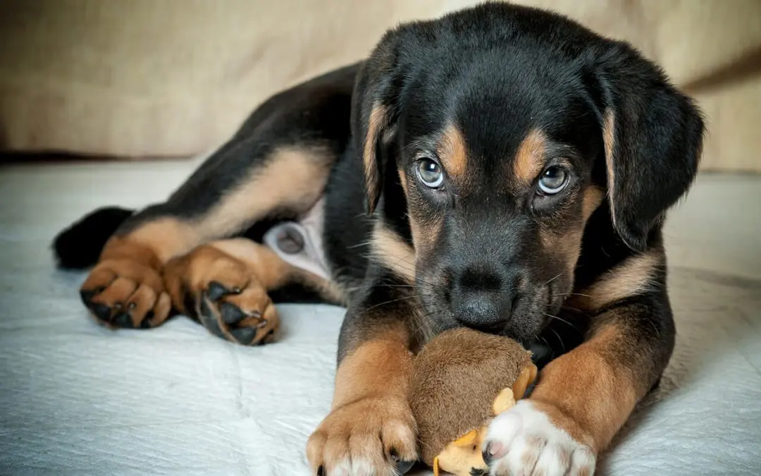 cleaning tips for pet owners