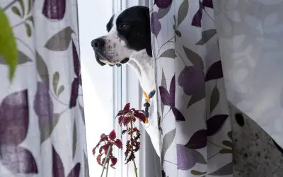 5 Pet-Friendly Renovations for Your Home