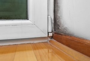 signs of mold in the home