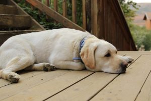 make your deck safe for pets and children